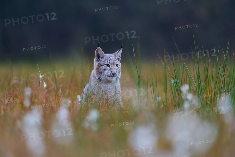 Eurasian lynx (Lynx lynx), in meadow