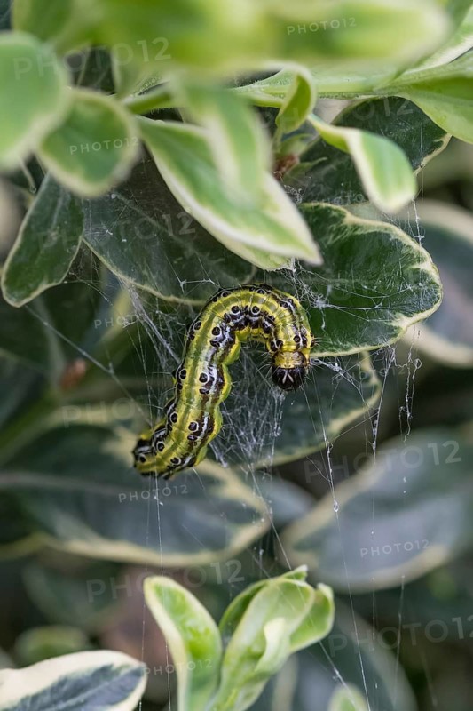 Boxwood borer (Cydalima perspectalis), European boxwood (Buxus sempervirens 'Argenteovariegata'), animals, insects, caterpillars, An den Dorfwiesen 9, Federal Republic of Germany