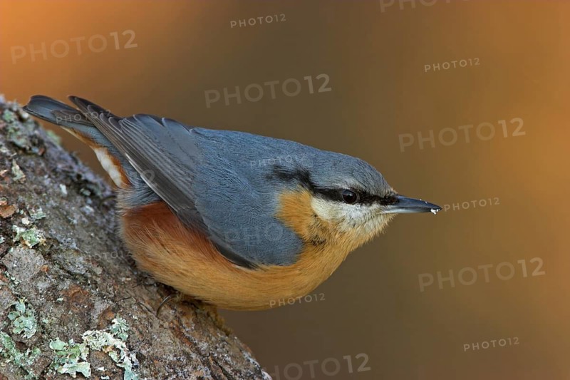 Eurasian nuthatch (Sitta europaea), Sittelle torchepot, Trepador Azul, Battenberg, Tiszaalpár, Kiskunsági National Park, Bács-Kiskun, Hungary