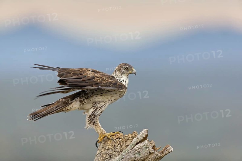 Bonelli's eagle, (Hieraaetus fasciatu), animals, birds, birds of prey, hawk family, perch, biotope, habitat, Sierra de San Pedro, Herreruela, Extremadura, Spain