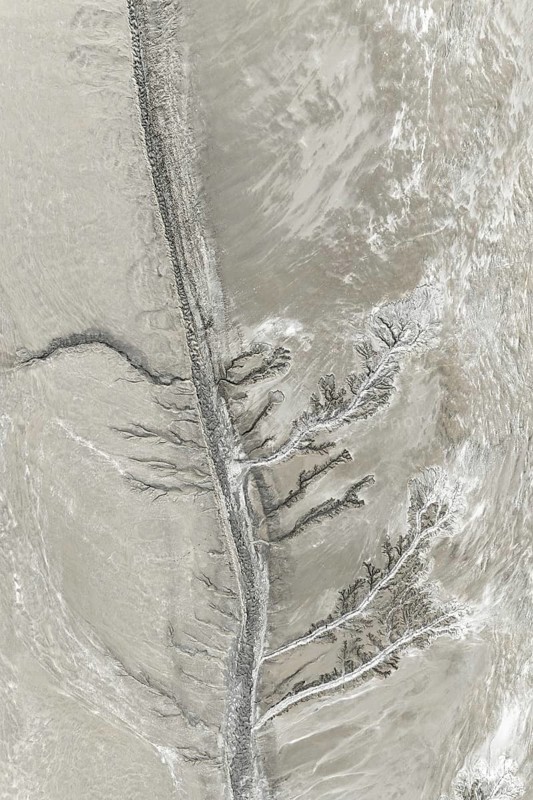 Aerial view of fractal mud patterns resembling a tree with branching paths. Subtle earthy tones create a visually captivating texture highlighting nature's complexity