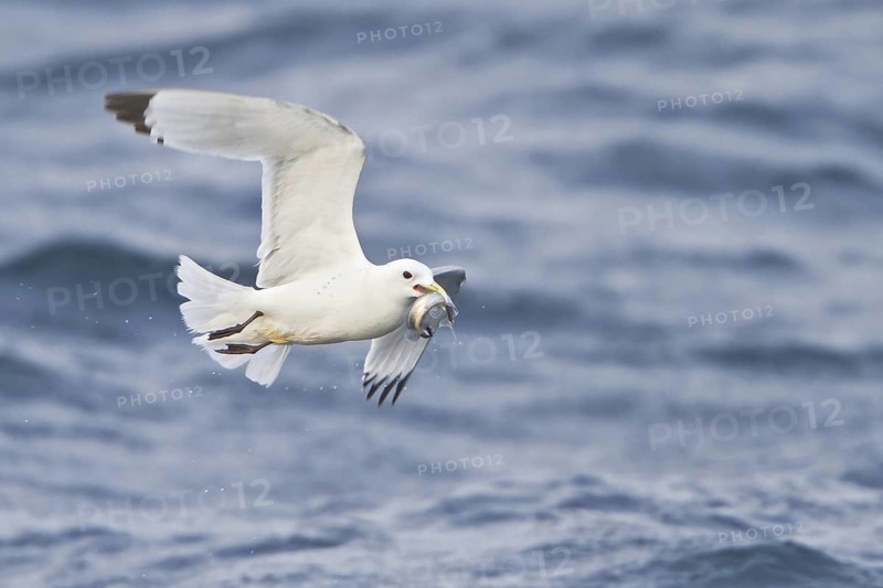 Black-legged Kittiwake (Rissa tridactyla) flying, Newfoundland, Canada