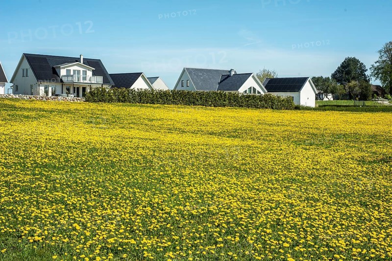 Field of dandelions (Taraxacum officinale) in front of a village in Ystad municipality, Skåne county, Sweden, Scandinavia