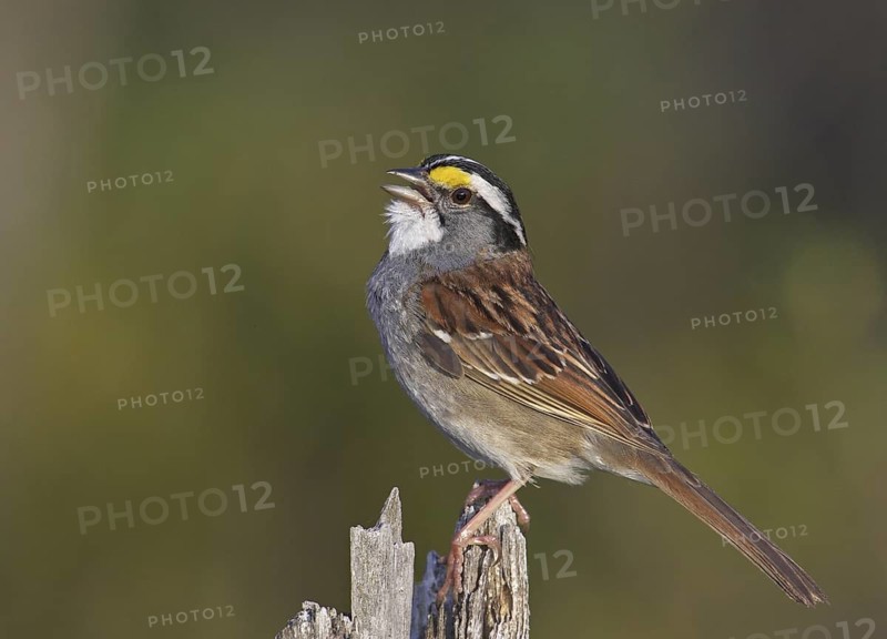 White-throated Sparrow (Zonotrichia albicollis) singing, Michigan, USA