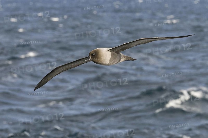 Light-mantled Albatross (Phoebetria palpebrata), Antarctica