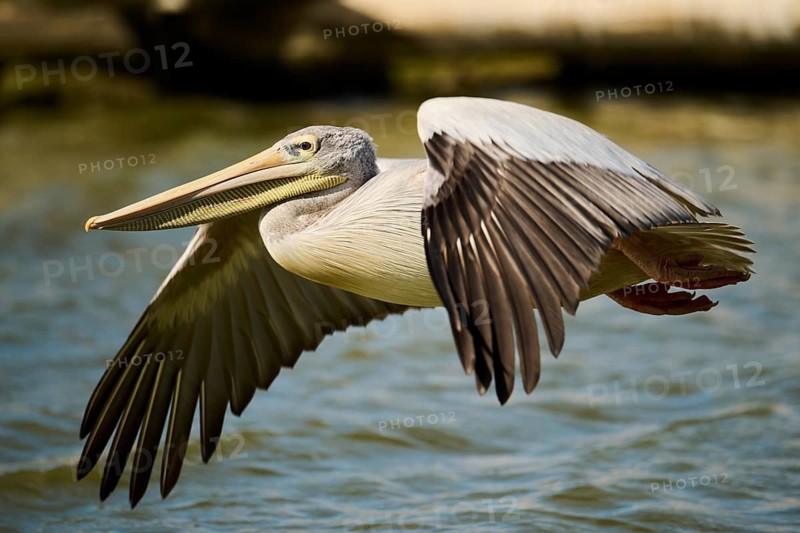 Great white pelican (Pelecanus onocrotalus) flying, France
