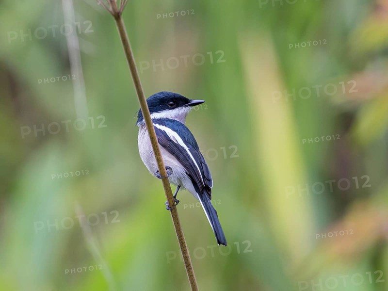 Bar-winged Flycatcher-shrike (Hemipus picatus), Sri Lanka
