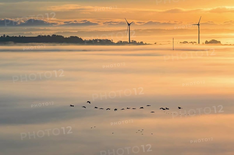 Scenic view at a wind turbines rising out of the morning fog and a flock of cranes flying above the fog in silhouettes