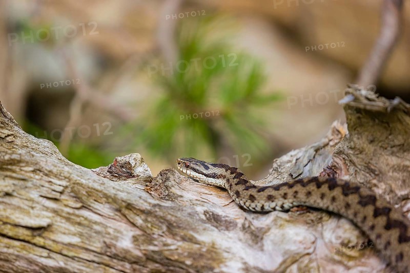 One Vipera berus, the common European adder or common European viper, creeps over a rootstock