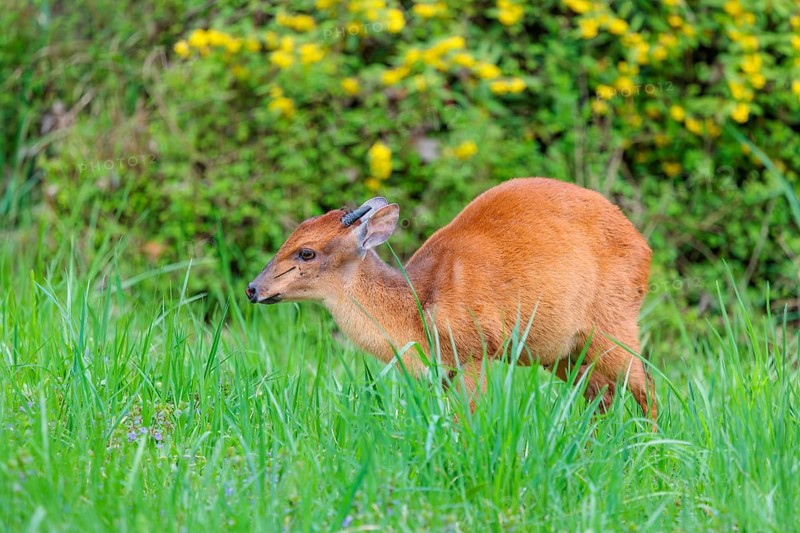 A male Red Forest Duiker (Cephalophus natalensis) stands in a green meadow, eating grass and herbs