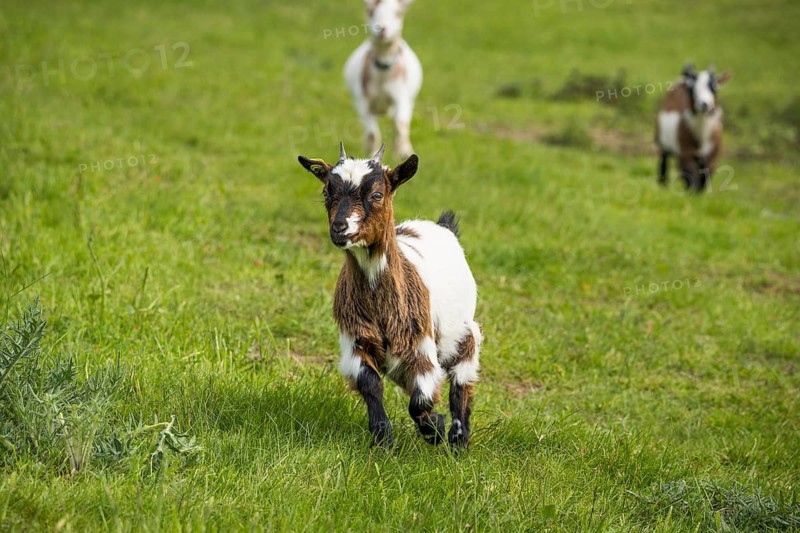 Colourful spotted domestic goats running in a meadow. Germany