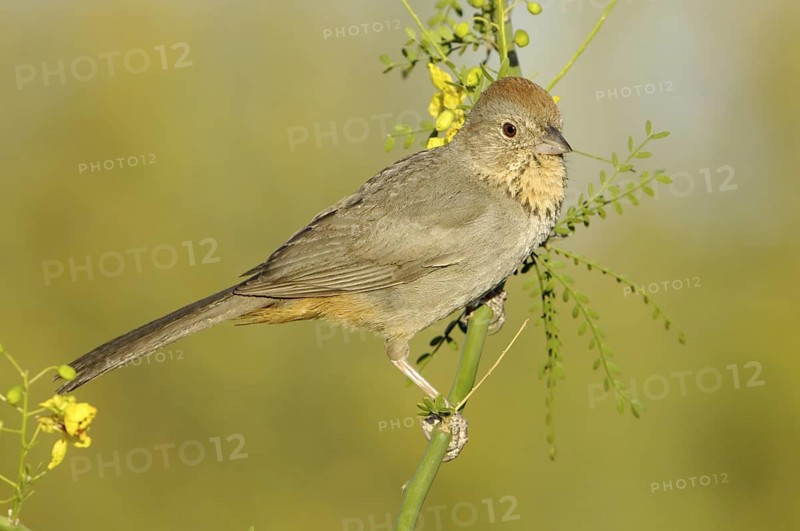 Canyon Towhee (Melozone fusca), Arizona, USA