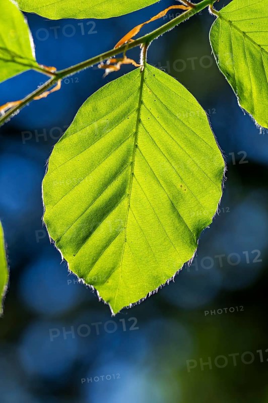 European beech (Fagus sylvatica) leafes against the blue sky in early summer near Regensburg, Upper Palatinate, Bavaria, Germany