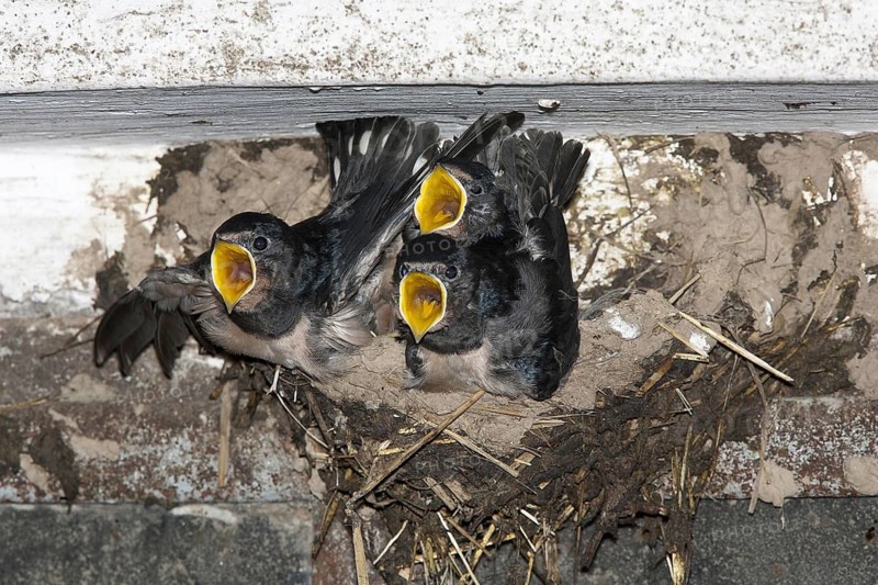 Barn Swallow (Hirundo rustica) juvenile, North Rhine-Westphalia, Germany