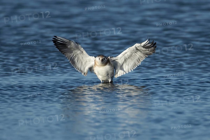 Black headed gull (Chroicocephalus ridibundus) juvenile seagull bird stretching its wings in a shallow lagoon, RSPB Minsmere nature reserve, Suffolk, England, United Kingdom