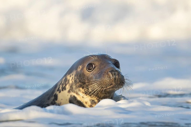 Grey seal (Halichoerus grypus) adult animal in the breaking waves of the sea, England, United Kingdom