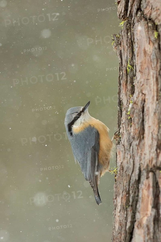 Eurasian Nuthatch (Sitta europaea), Grisons, Switzerland