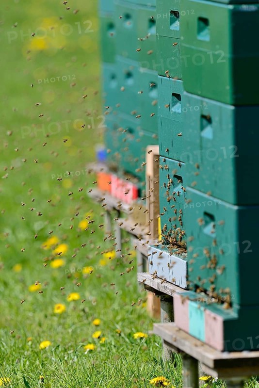 Honey bees (Apis mellifera) at the beehives, North Rhine-Westphalia, Germany