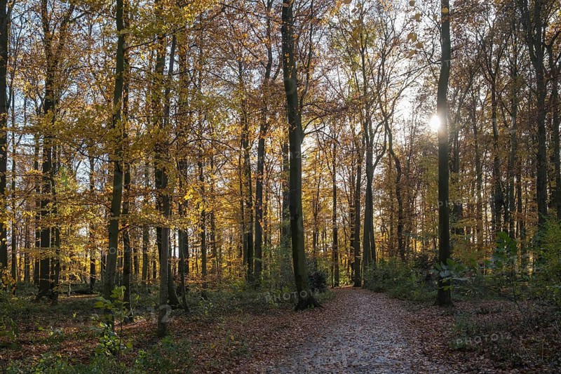 An autumnal forest view with sunbeams falling through the trees and illuminating the scenery, Ahaus, Münsterland, North Rhine-Westphalia, Germany