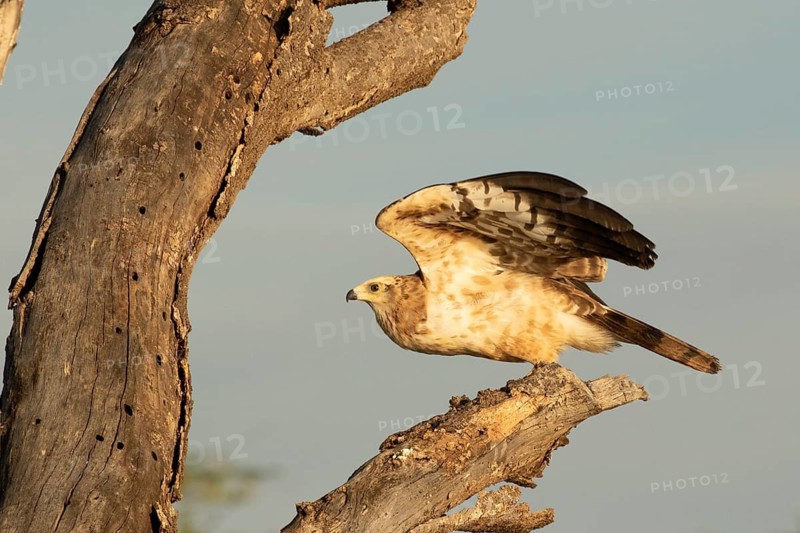 African Harrier-Hawk (Polyboroides typus) juvenile, Lake Baringo, Kenya