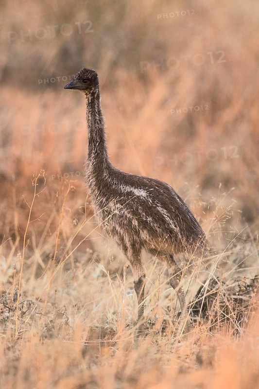 Emu (Dromaius novaehollandiae) chick, Queensland, Australia