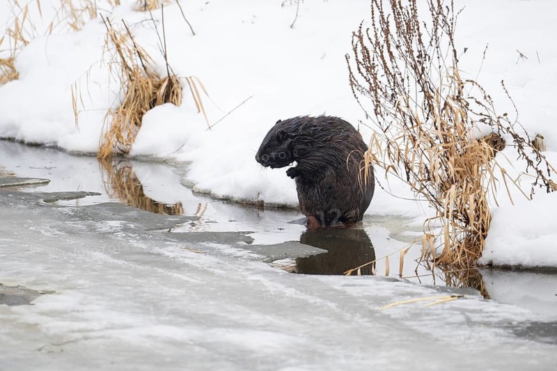 European beaver (Casor fibre), beaver at the edge of the river bank grooming its fur at the edge of the river bank in winter, Tyrol, Austria