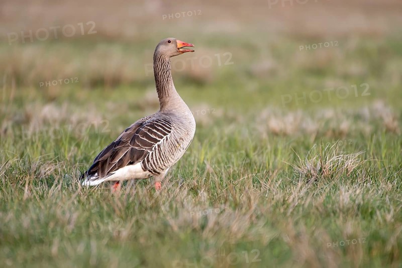 Greylag goose (Anser anser), Ochsenmoor, Dümmer, Lemförde, Lower Saxony, Germany