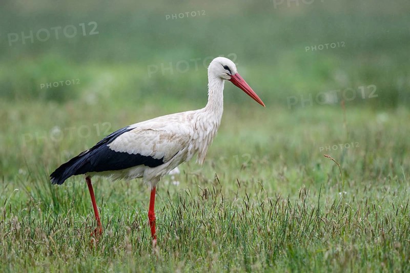 White Stork (Ciconia ciconia) foraging in the rain, North Rhine-Westphalia, Germany