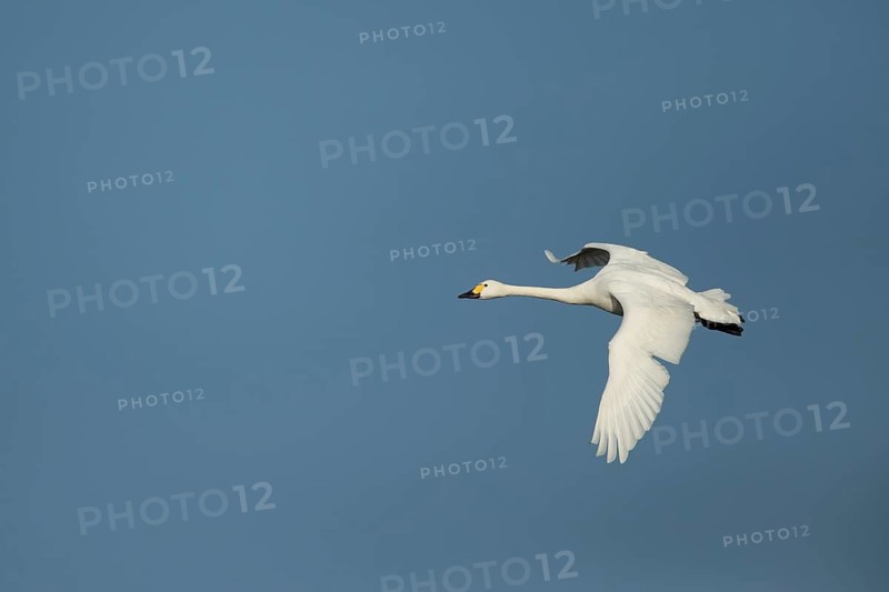 Bewick's Swan (Cygnus columbianus) adult bird flying in winter, England, United Kingdom
