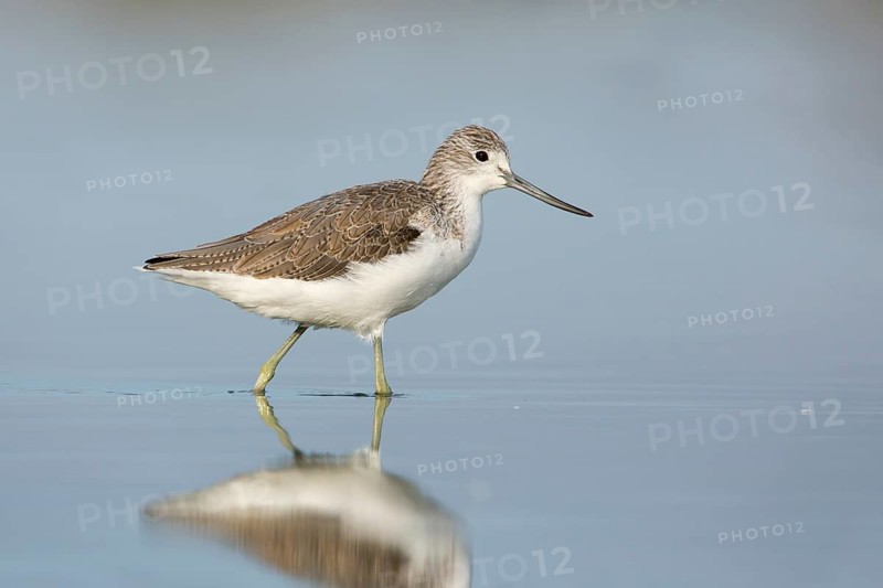 Common Greenshank (Tringa nebularia), Victoria, Australia