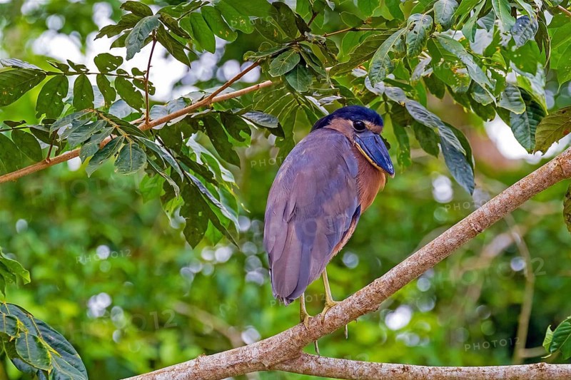 Central America, Costa Rica, Cochlearius cochlearius, standing, branch, biotope, animals, birds, heron family Cano Negro