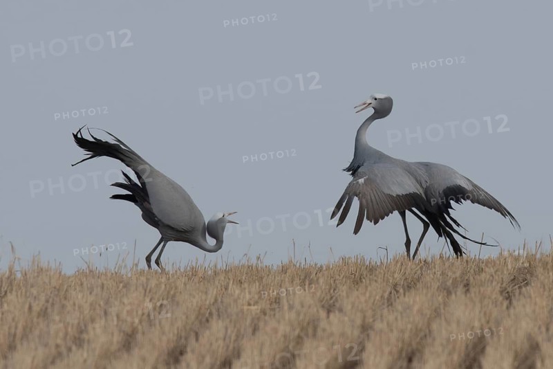 Blue Crane (Grus paradisea), South Africa