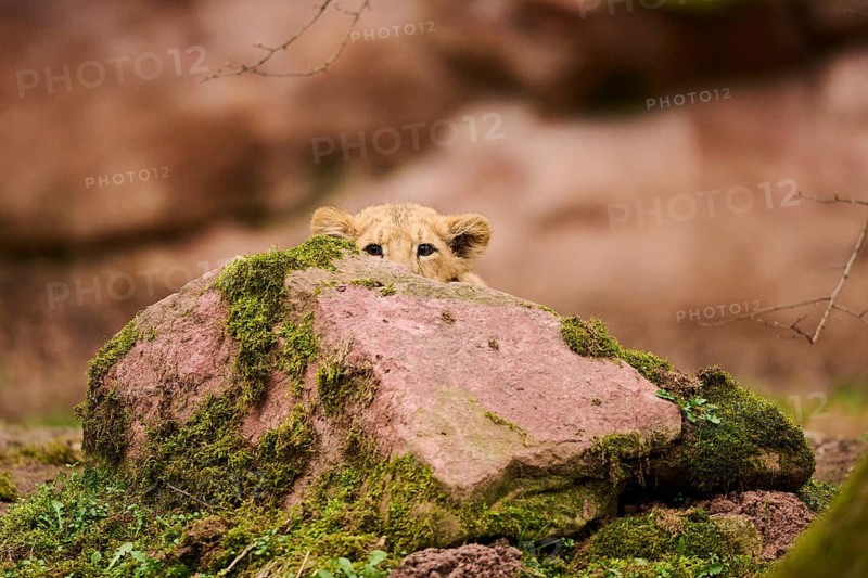 Asiatic lion (Panthera leo persica) cub looking from behind a rock, captive