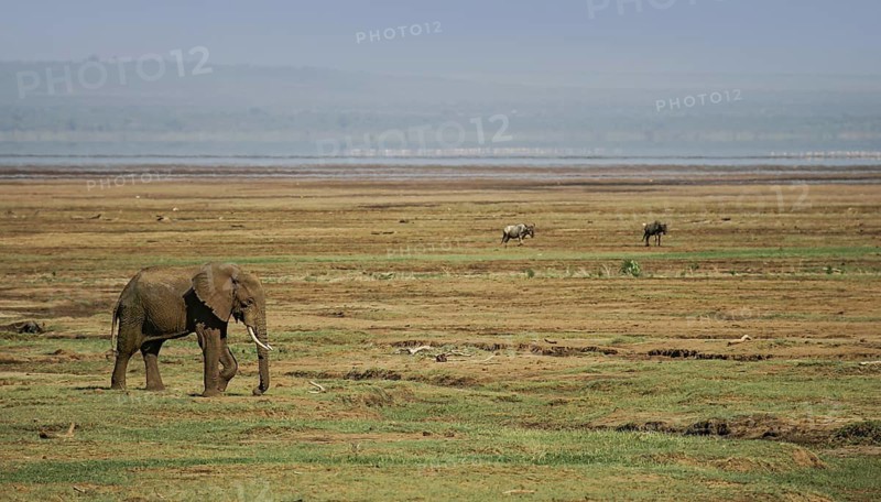 African elephant (Loxodonta africana) lonely elephant bull in savanna, Serengeti National Park; Tanzania