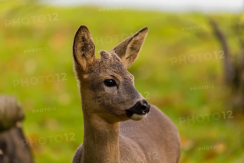 Portrait of a young Roe Deer buck, (Capreolus capreolus)