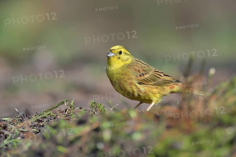 Yellowhammer (Emberiza citrinella), Netherlands
