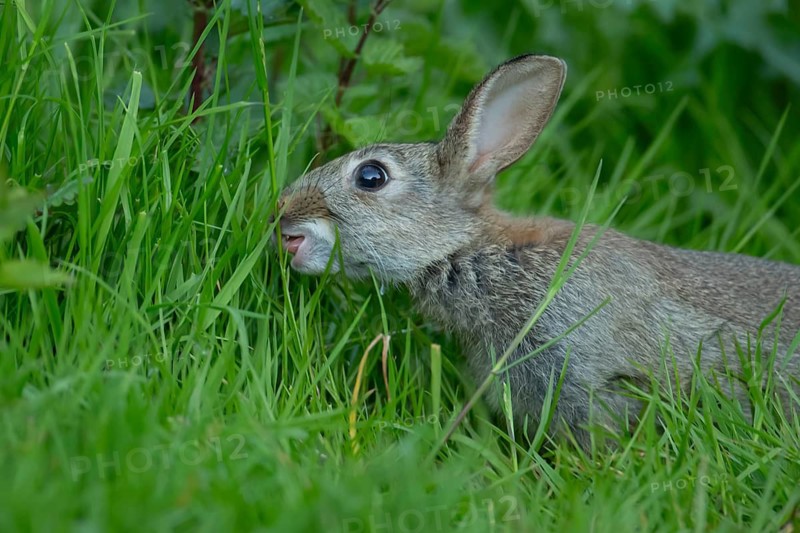 Rabbit (Oryctolagus cuniculus) wild adult animal feeding in grassland, England, United Kingdom