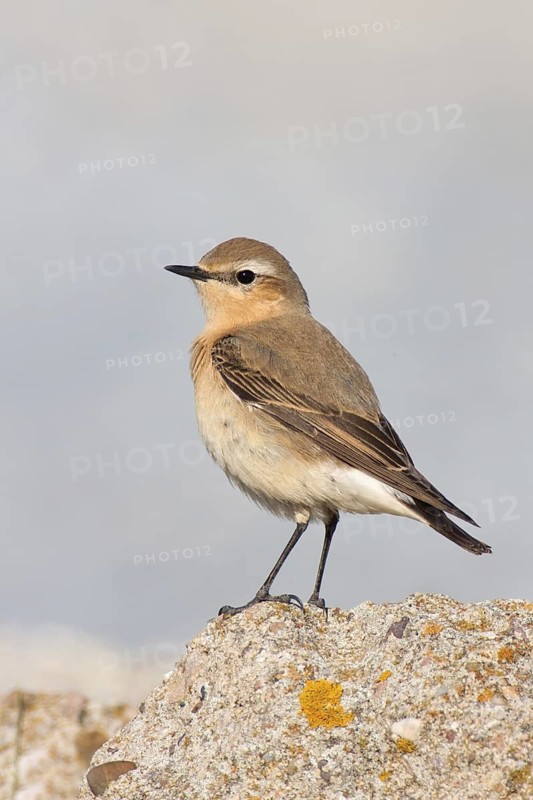 Northern Wheatear (Oenanthe oenanthe) female, Schleswig-Holstein, Germany