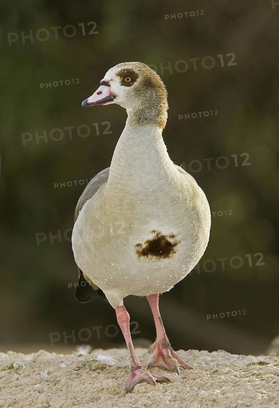 Egyptian Goose (Alopochen aegyptiaca) juvenile, Arizona, USA
