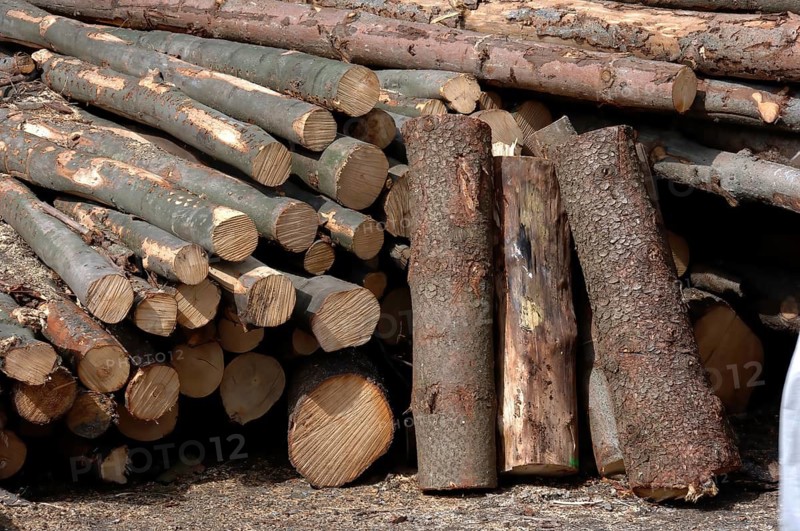 Firewood, logs, sawn into metre pieces