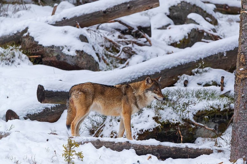 One adult eurasian gray wolf (Canis lupus lupus) walking thru a snow covered clearing with lots of cut trees
