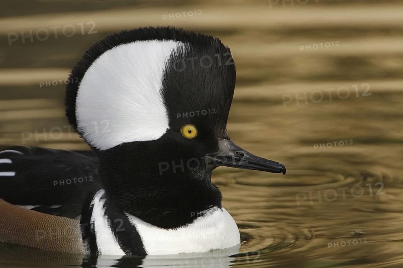 Hooded Merganser (Lophodytes cucullatus) male, Arizona, USA