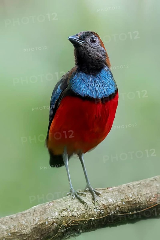Papuan Pitta (Erythropitta macklotii) perched on a branch in Papua New Guinea