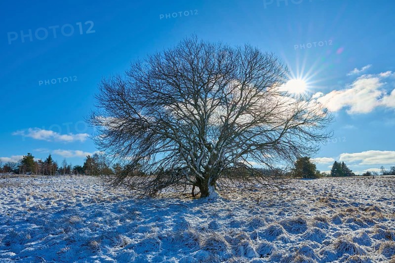 A striking tree stands on a snow-covered meadow under a bright sky, winter, Oberelsbach, Lange Rhön, Rhön, Bavaria, Germany