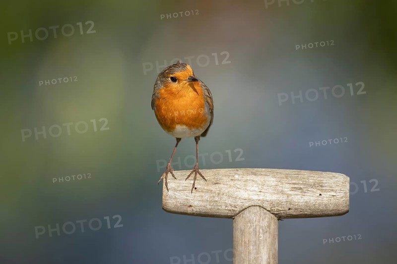 European robin (Erithacus rubecula) adult bird on a garden fork handle, England, United Kingdom