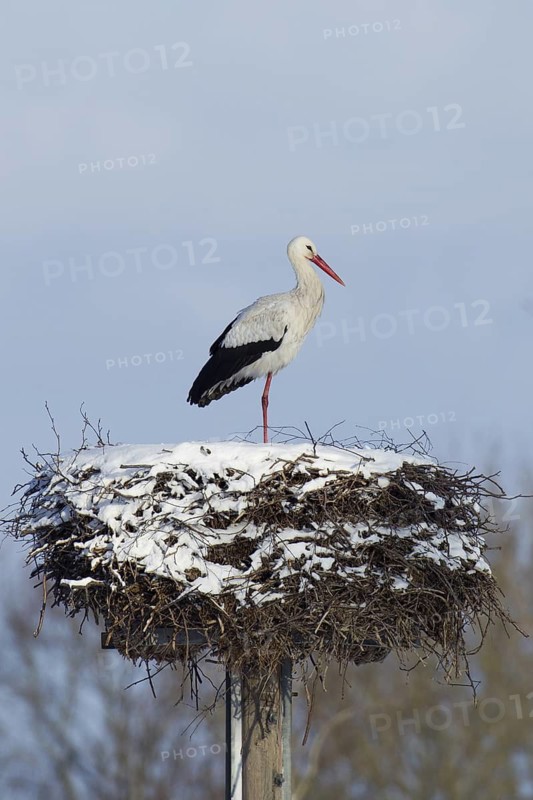 White Stork (Ciconia ciconia) nest, Lower Saxony, Germany