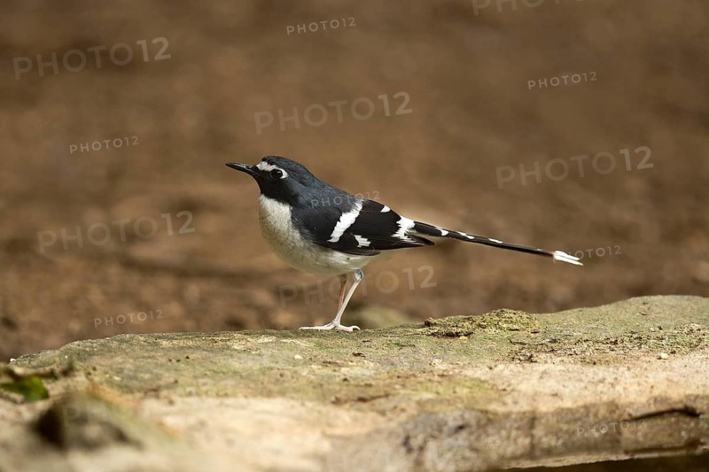 Slaty-backed Forktail (Enicurus schistaceus), Yunnan, China
