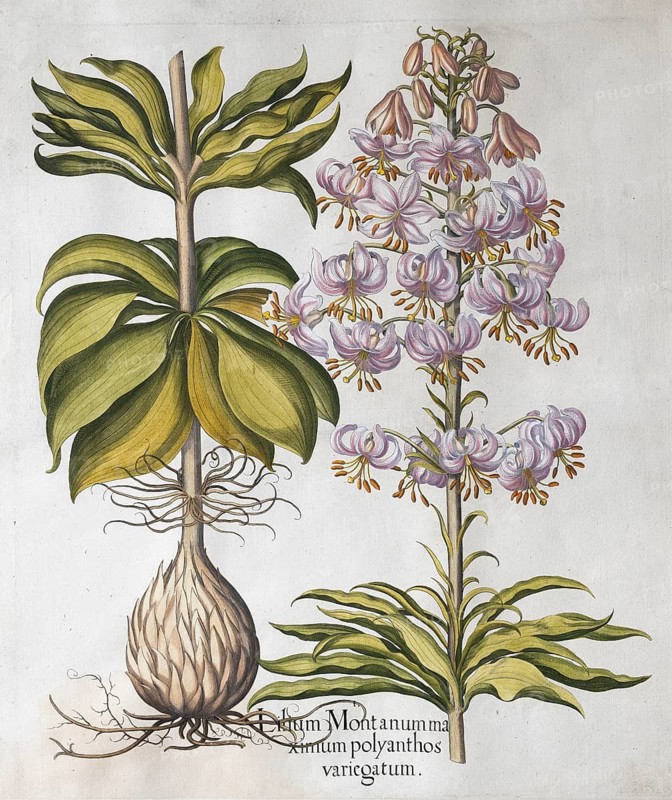 Spotted Turk's cap lily (Lilium Martagon), hand-coloured copperplate engraving by Basilius Besler, from Hortus Eystettensis, 1613