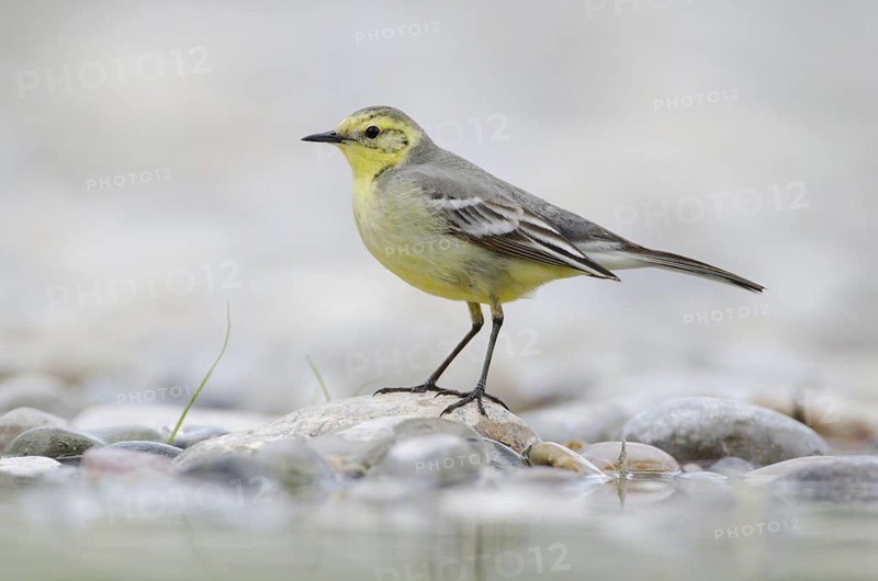 Citrine Wagtail (Motacilla citreola), St. Gallen, Switzerland