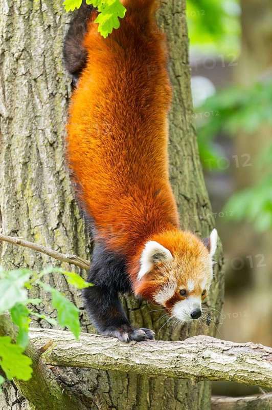 Red panda (Ailurus fulgens) on a tree, Germany